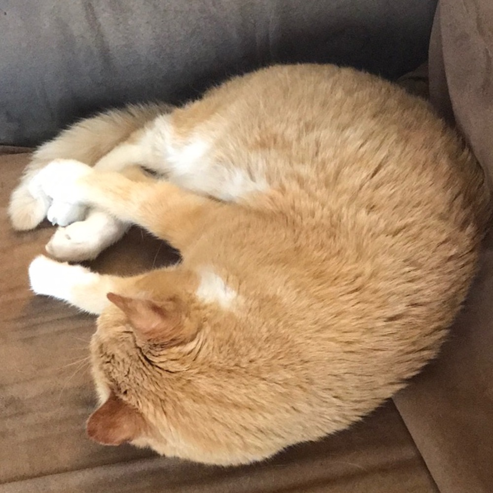 Meet your Posher, Emily